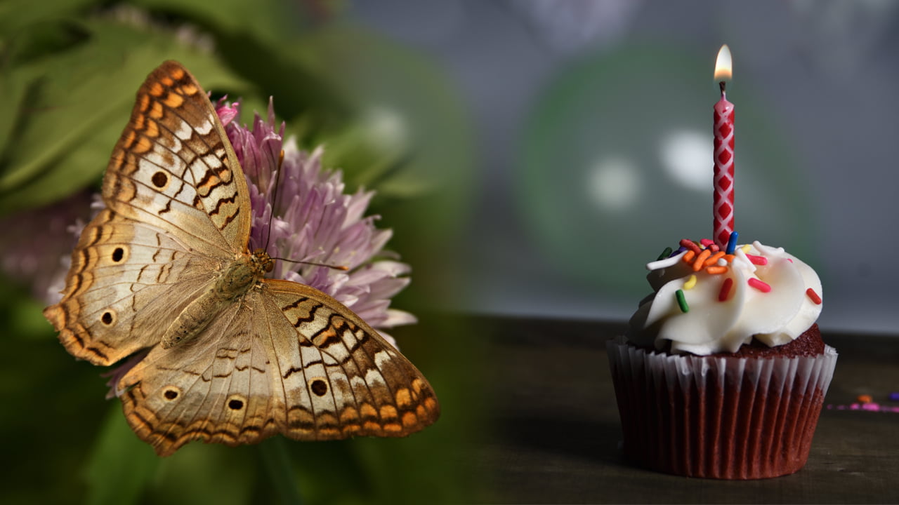 Cupcake and butterfly